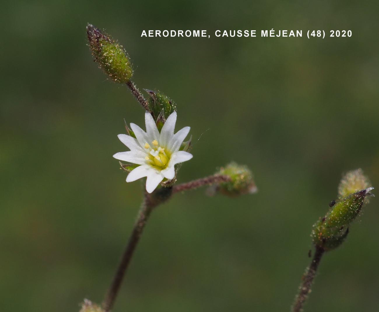 Mouse-ear, Sticky flower